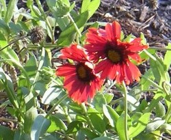 Gaillardia x grandiflora 'Burgunder' — photo 2